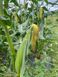 とうもろこし収穫について教えてください ひげも茶色くなり 収穫し Yahoo 知恵袋
