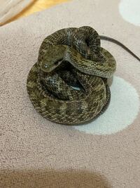 野生で捕まえたヘビを飼育しています この蛇はアオダイショウであってい Yahoo 知恵袋