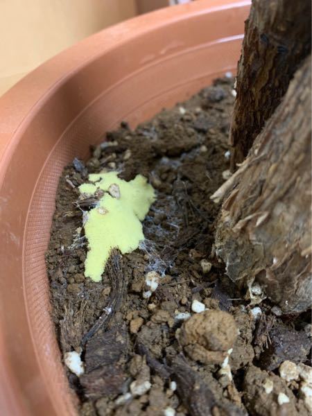 家のパキラに、コバエ？みたいな小さい虫が湧き出したので見てみたら、奇妙な緑色のものがありました。 これはなんですか(>_<) 気になってしょうがないです！ 分かる方よろしくお願いします(>_<)