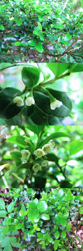 ６月の低山にあった植物です。 ツバキのような艶のある葉の樹木で、 小さな白い花を付けています。 何というの名前の植物でしょうか？？