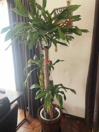観葉植物についてお願いします 去年の年末にプレゼントでドラ Yahoo 知恵袋