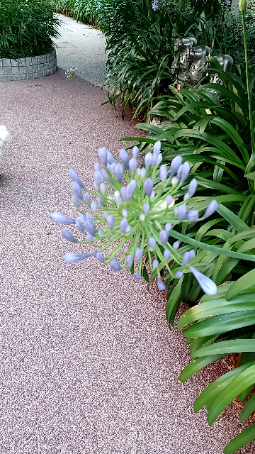 何の花ですか アガパンサスですね Yahoo 知恵袋