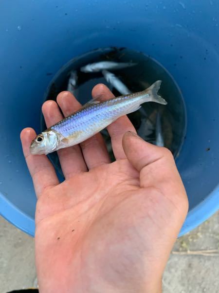 この魚ってなんですか？小野川の下流域で釣れました。