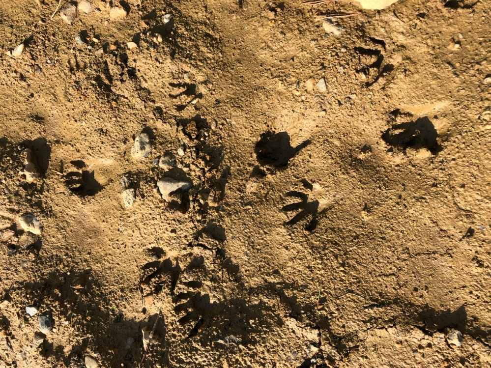家の近くに動物の足跡がありました。 これは何の足跡ですか？