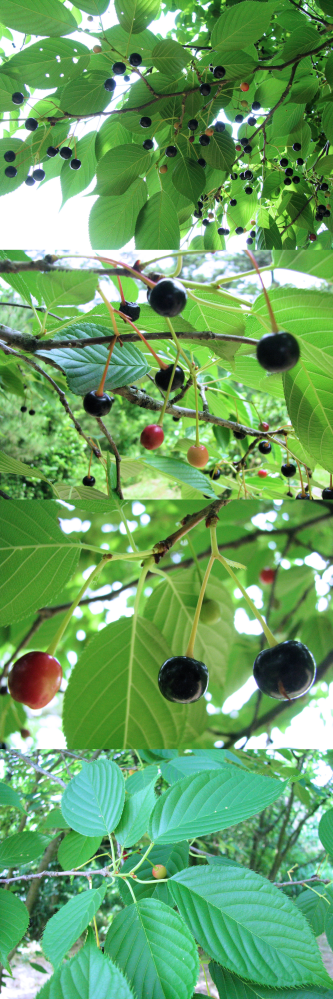 ６月の低山にあった植物です 多くの樹木では実を付けていました 画像は 黒い Yahoo 知恵袋