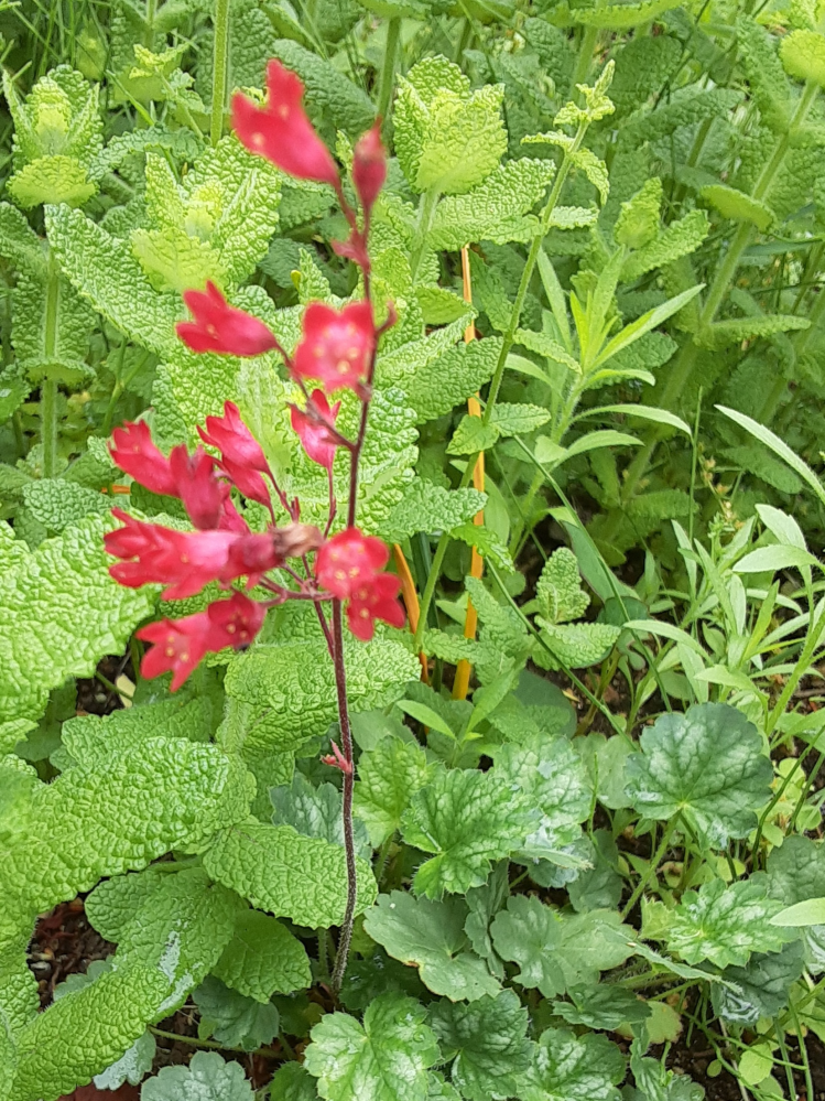 この花の名前はなんですか ヒューケラ ツボサンゴ ですhttps Yahoo 知恵袋