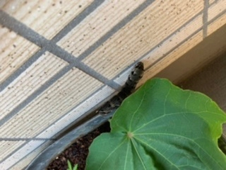 この虫は何の幼虫でしょうか？