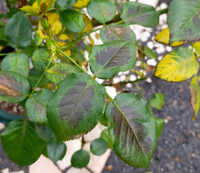 一日で薔薇の葉がこんなに黒くなってしまいました なんでですか わ Yahoo 知恵袋