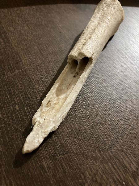 この骨はなんの動物の骨か分かる方いますか？鹿の骨がよく流れてくる川で拾いましたが、今まで集めてきた鹿の骨でこの形を見たことがありません。