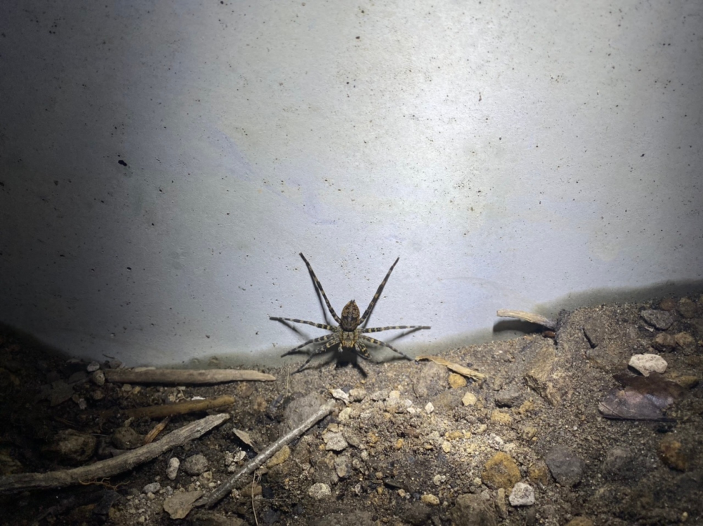 本日家の近くで写真の蜘蛛を見つけました。 北海道なのでアシダカグモではないと思いますがこれは何蜘蛛でしょうか？