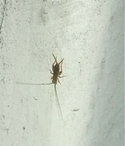 この虫は何でしょうか？ゴキブリの赤ちゃんでしょうか。