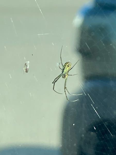 このクモの名前分かりますか？ 車の窓に巣を張っているので有害なら撤去しようと思うのですが、調べても特定できませんでした。 地域は愛媛県、雨が降ったあとに巣を見つけました。