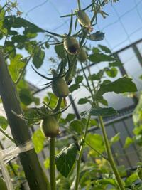 実の下の方が茶色くなってきました 病気でしょうか 病気だとしたら対処法 Yahoo 知恵袋