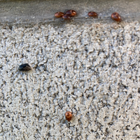 この虫分かりますか 屋外に大量発生していて 気持ち悪いです てんとう虫に似 Yahoo 知恵袋
