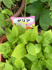 プランターの花に蟻がたくさんいたのですが どうすればよろしいでし Yahoo 知恵袋