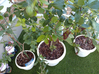 ブルーベリーについてです 6月にブルーベリーの苗木を買い 専用 Yahoo 知恵袋