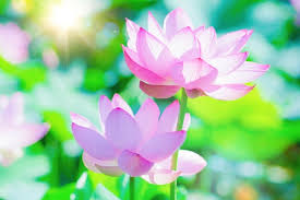 仏教をイメージする花は蓮の花ですが、なぜ蓮の花と仏教の関係は何ですか？