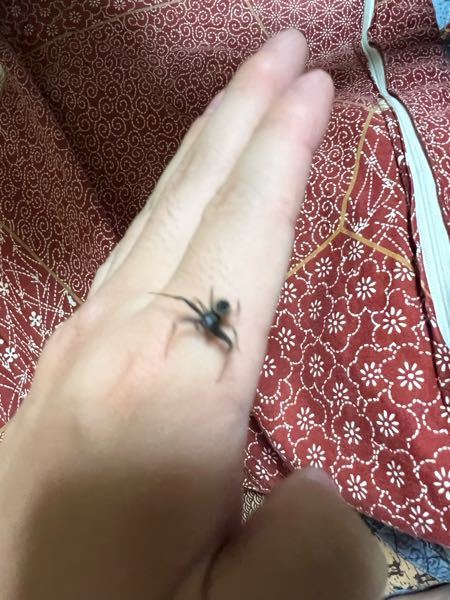 なんていう蜘蛛ですか？。