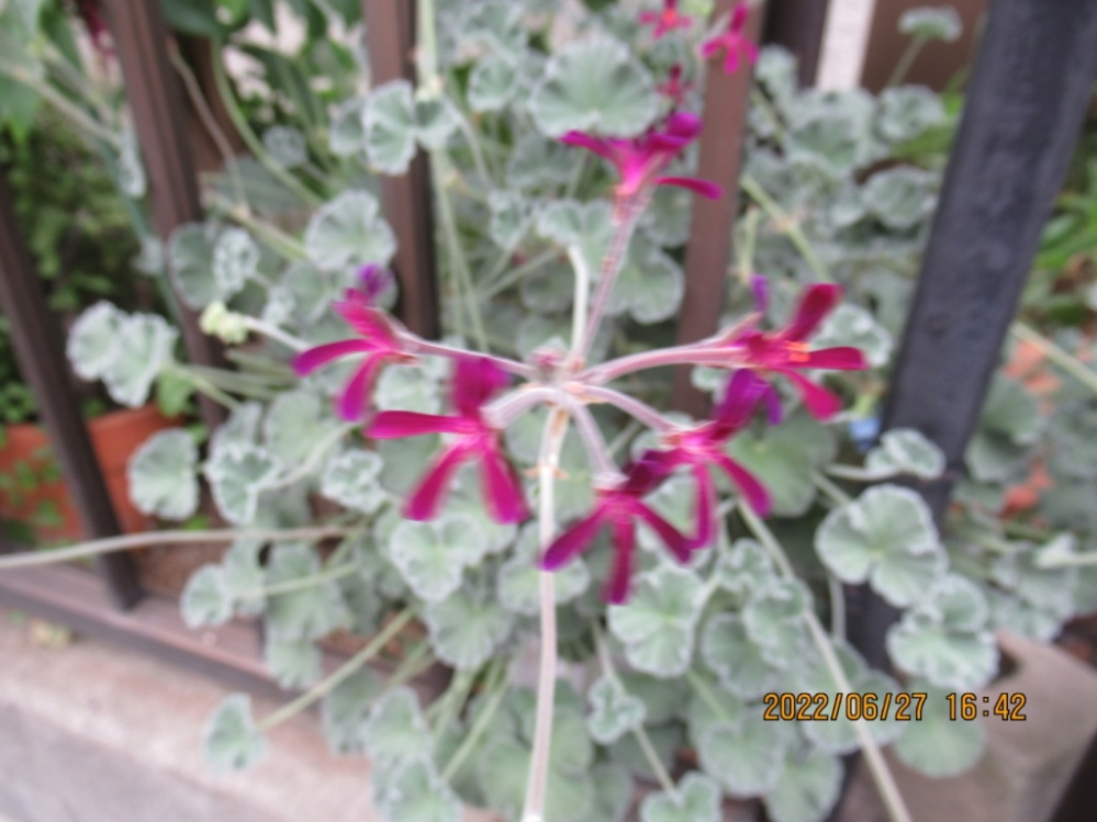この変わった花もゼラニウムでしょうか 写真がうまく取れなかったの Yahoo 知恵袋