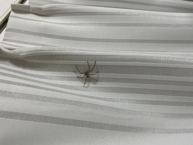 夜分遅くに失礼します。 蜘蛛が出たのですが何という蜘蛛でしょうか。 益虫もいると聞いたのですが、怖いので質問させていただきました。