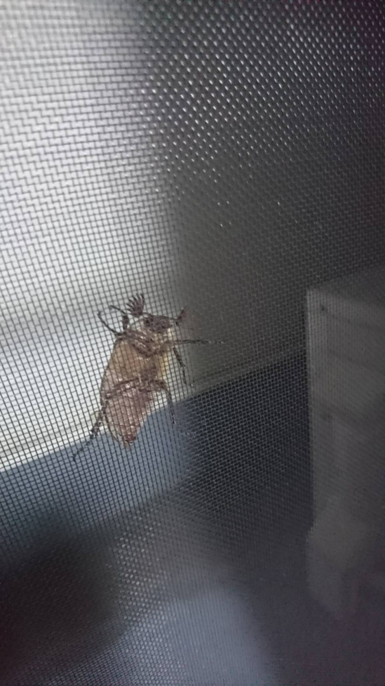 これ何の虫かわかりますか？？