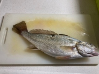 この魚の名前教えてください。