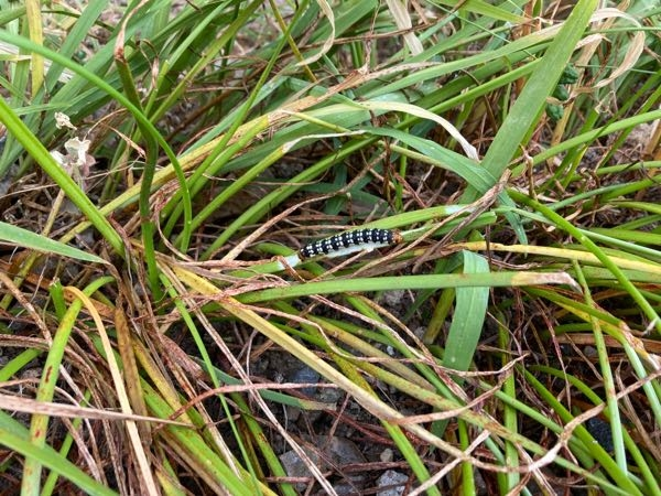 東海地方、近所の草むらで見つけた芋虫です。 なんの幼虫か知りたいのですが、調べてもわかりませんでした。 ご存知の方が見えたら教えて下さると嬉しいです。