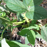 枝豆の生態について教えてください枝豆が花が咲いて実がなりましたし Yahoo 知恵袋