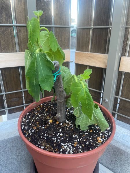 【至急】イチジクの植え替え 昨日イチジクの苗の植え替えをしました。 産直で買ってきた黒いビニールの鉢に入ったままだったので移し替えたのですが、 バランスを崩してしまいくしゃっとなり、根がごっそり...