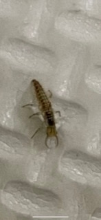 この虫の名前はなんでしょうか？ 調べてもなかなか出てきません。 ダニやノミなどの害虫でしょうか？