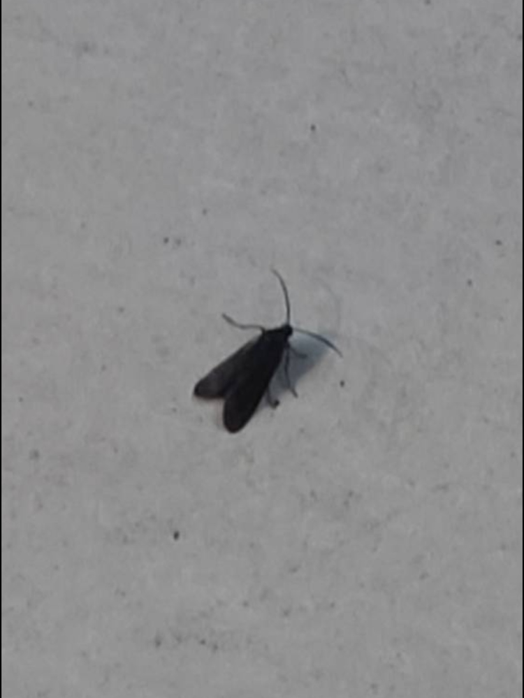 この虫の正体はわかりますか？