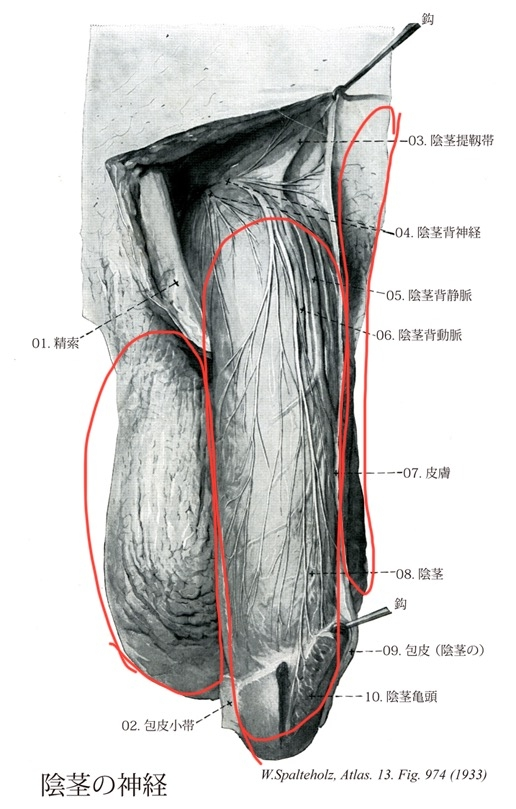 解剖学（全般）に詳しい方へ質問です。 身体の名称なのですが、この画像の丸で囲ったこの部位（男）の名称について、左から①,②,③と教えていただいても大丈夫ですか？
