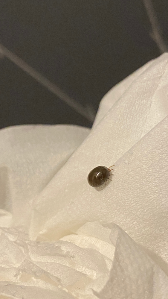 この虫の名前を教えて下さい。 トイレに入ると足元に転がっていました。 ダンゴムシかと思いましたが、違いました。 筒状の形で丸いです。