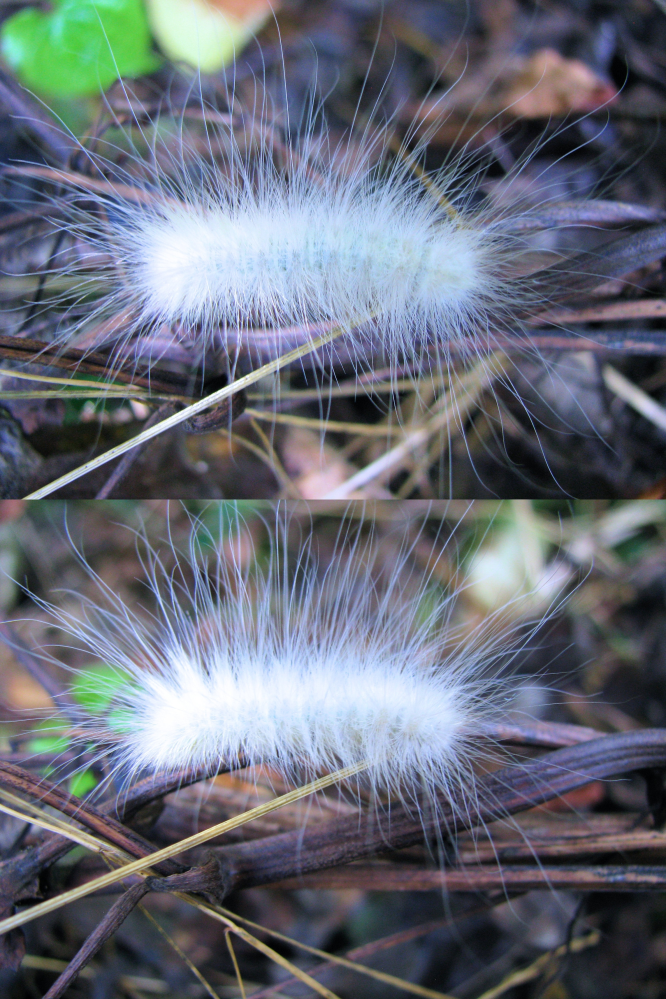 ６月の低山にいた何かの幼虫 毛虫です ただただ白い毛です 見た目が気持ち悪 Yahoo 知恵袋