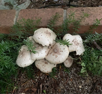 庭に生えたキノコについて 庭の花壇の一角の 雑草のところから こ Yahoo 知恵袋
