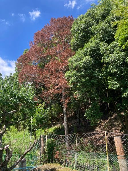 この茶色い木(枯れている？)はなんという木でしょうか。そしてもし枯れているとして、その理由が推測出来れば回答お願いします。 場所は京都府南部で、標高は30mくらいの低地です。