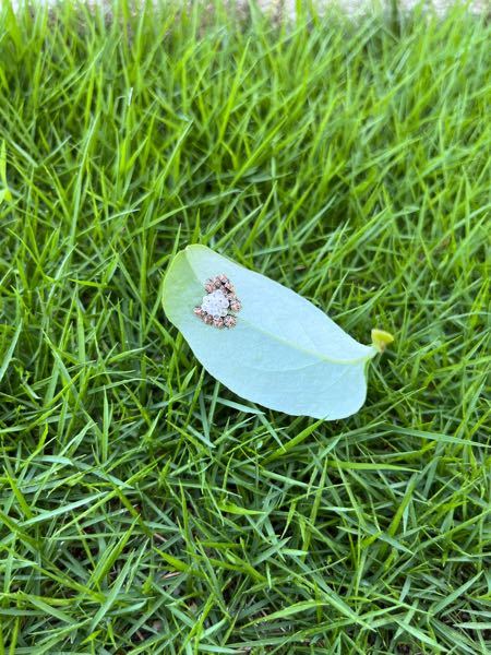 虫の名前を教えてください ブルーベリーの葉の裏に写真のような虫がかえっていました 卵は白くて、虫は白にオレンジと黒の模様です、一匹2ミリくらいでしょうか… よろしくお願い申し上げます。