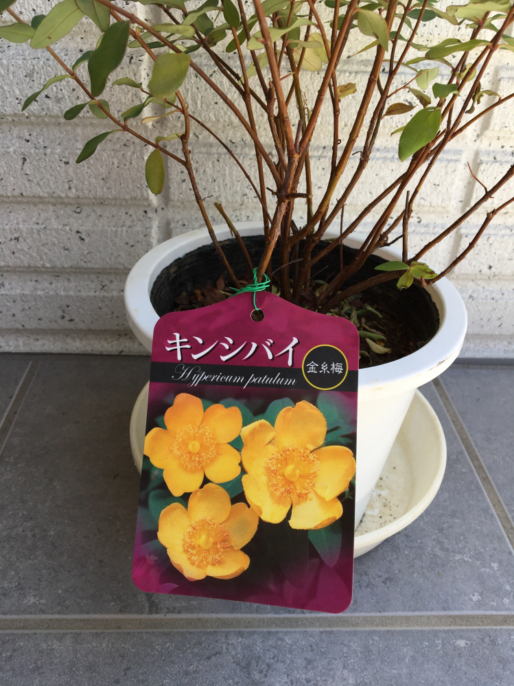 このキンシバイは赤い実を付けますか お花屋さんで ペピリカム赤い実を付けま Yahoo 知恵袋