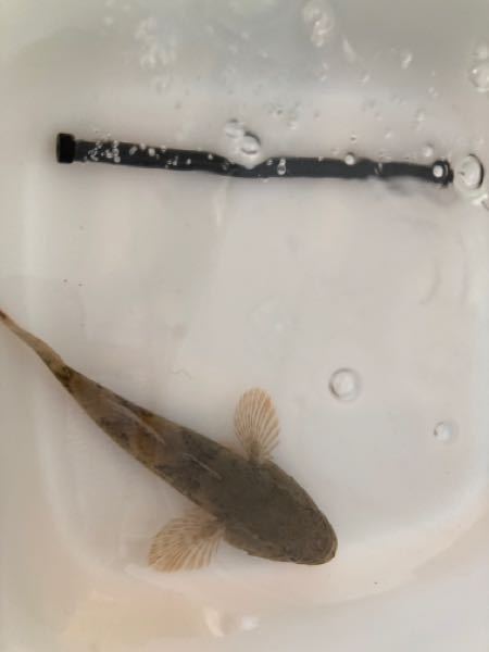 体長15センチ まる二年飼っているドンコのことで 助けてください Yahoo 知恵袋