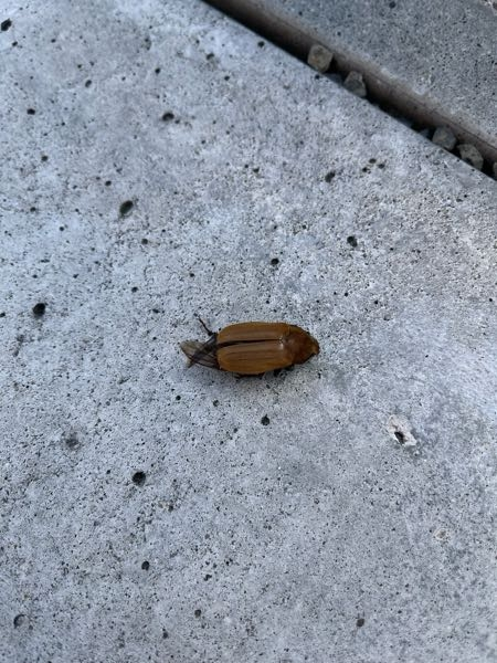 これはなんの虫ですか？