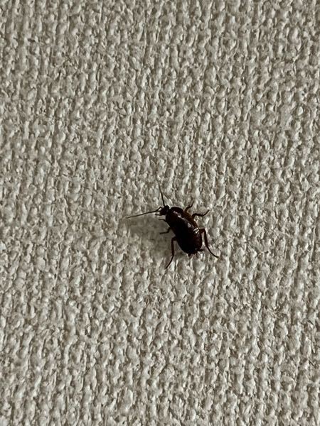 ⚠️虫の写真あります。 至急お願いします。 今、家に虫が出ました。 この虫何でしょうか、、 サイズは親指の爪くらいです。 柄がよく見るとシマシマです。 ゴキブリの仲間でしょうか、、