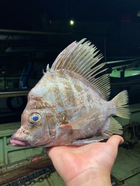 この魚の名前はなんですか？ 瀬戸内海でとれました！