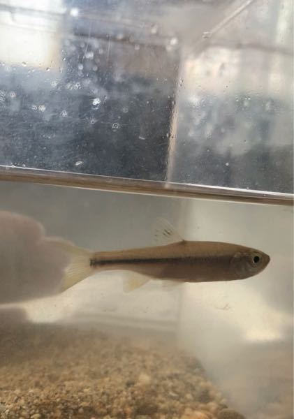 城ヶ島で釣れた細長い蛇のような穴子のようなウツボのような生き物なのですが どな Yahoo 知恵袋