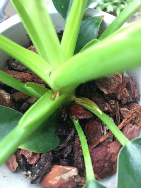 以前ダイソーで購入した観葉植物（フィロデンドロン？）の茎の部分から黄色い虫のようなものが突き破るように飛び出ていました。触っても反応ありません。これがなんなのかご存知の方いますか？