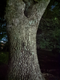 これはクヌギですか Yahoo 知恵袋