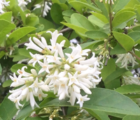 この花の名前を教えてください 北海道札幌市緑地6月30日撮影白い Yahoo 知恵袋