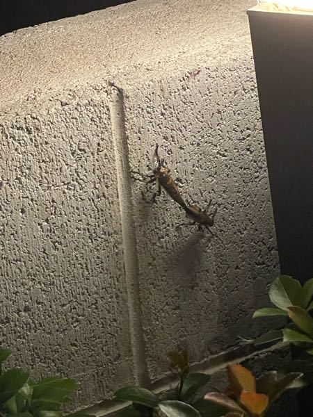 これはなんという名前の虫でしょうか。 玄関出たところにいました。 夜で暗かったのではじめ1匹で変な形の虫かと思ったのですが、よく見ると2匹で交尾中のようでした。 詳しい方教えてください。