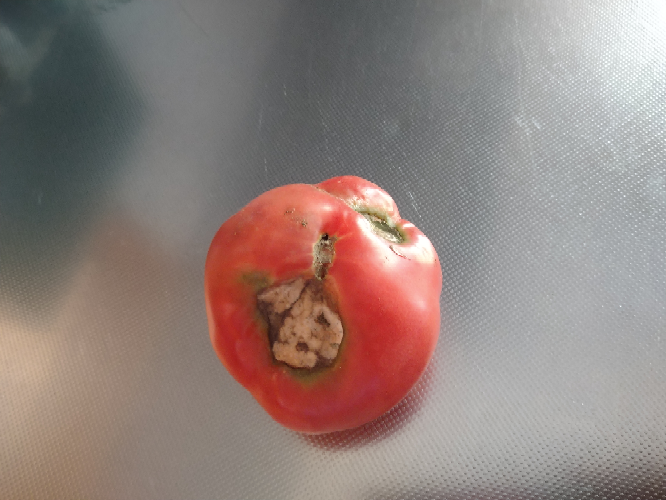 今年はじめて庭で家庭菜園をはじめました トマトを育てています 実がつくのですが 大きく赤くなってくると写真のように黒い部分が出てきます 切ると中も黒い部分があります 病気でしょうか？ 食べれますか？ また 治すことはできますか？ 楽しみにしていたので残念です