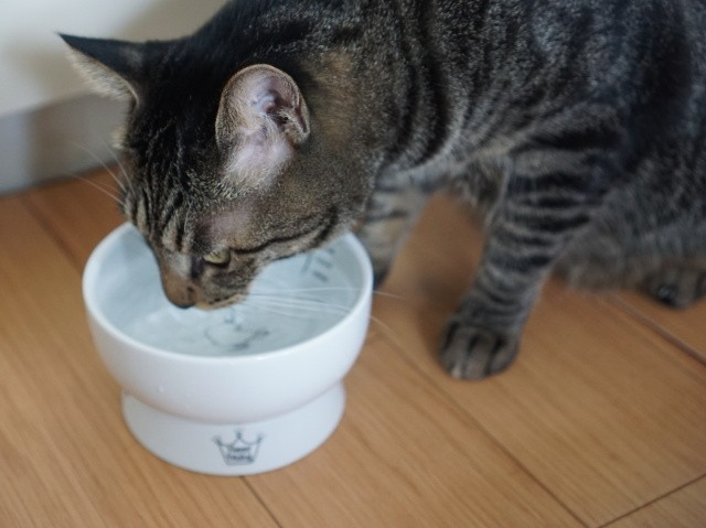 ネコちゃんのお水は 1日何回 取り換えていますか？
