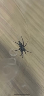 この蜘蛛の名前はなんですか？